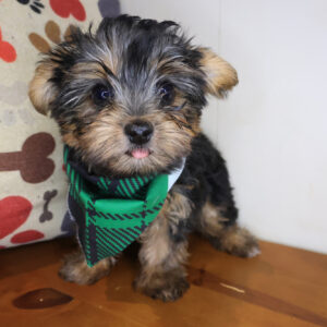 Goober Yorkshire Terrier 01 Goober Yorkshire Terrier 01