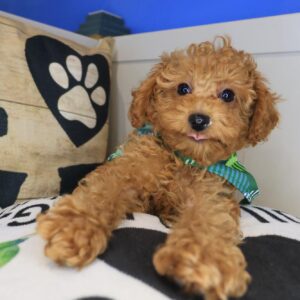 Goofy Poodle 01 Goofy Poodle 01