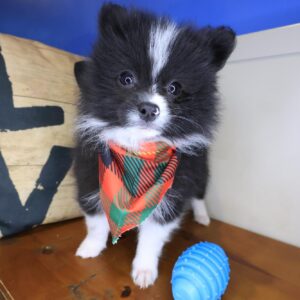 Grim Pomsky 01 Grim Pomsky 01