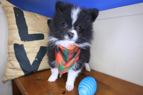 Grim Pomsky 01