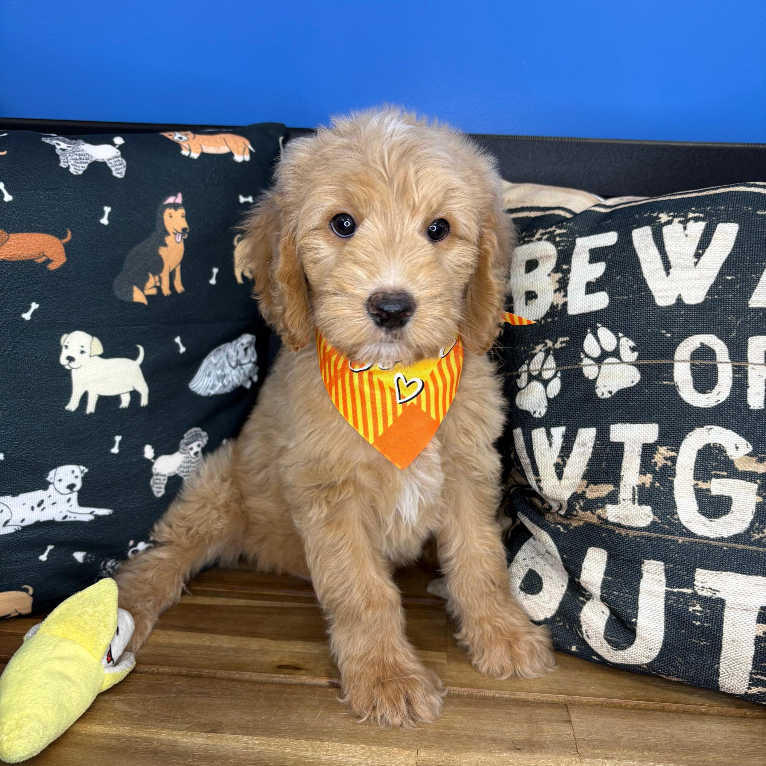 Gus Goldendoodle 01 Gus Goldendoodle 01