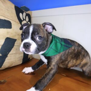 Gusto Boston Terrier 01