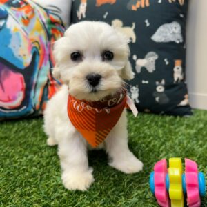 Heku Havachon 01 Heku Havachon 01