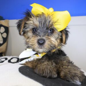 Hera Morkie 01 Hera Morkie 01