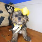 Hera Morkie 02