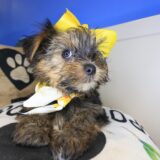 Hera Morkie 04
