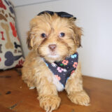 Honeybee Shihpoo 01