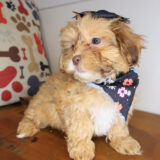 Honeybee Shihpoo 02