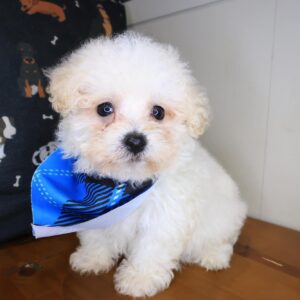 Hoot Bichapoo 01 Hoot Bichapoo 01