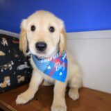 Hoshi Golden Retriever 01