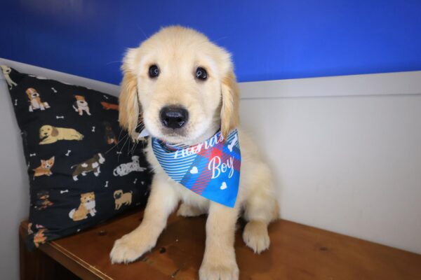 Hoshi Golden Retriever 01