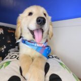 Hoshi Golden Retriever 02