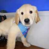 Hoshi Golden Retriever 03