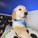 Hoshi Golden Retriever 04