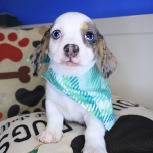 Ibis Chiweenie 01 Ibis Chiweenie 01