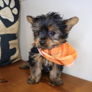 Icarus Yorkshire Terrier 01