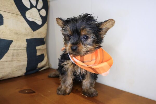 Icarus Yorkshire Terrier 01