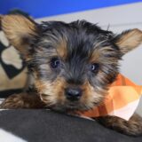 Icarus Yorkshire Terrier 02