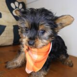 Icarus Yorkshire Terrier 03