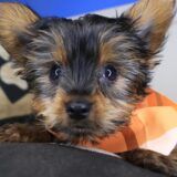 Icarus Yorkshire Terrier 04