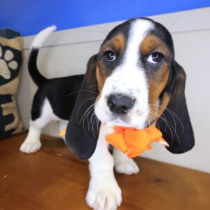 Iggy Basset Hound 01 Iggy Basset Hound 01