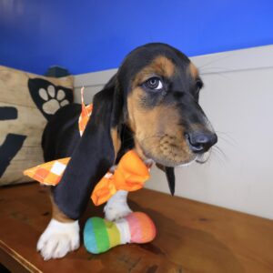 Indy Basset Hound 01