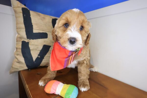 Jake Goldendoodle 01