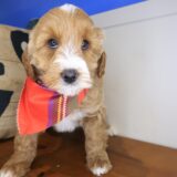 Jake Goldendoodle 03