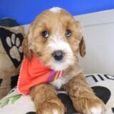 Jake Goldendoodle 04