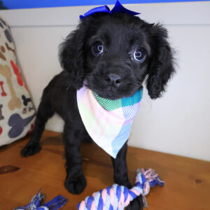 Jazz Cavapoo 01 Jazz Cavapoo 01