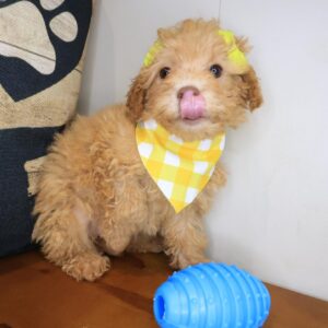 Jazzy Maltipoo 01 Jazzy Maltipoo 01