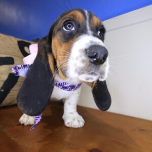 Jellybean Basset Hound 01