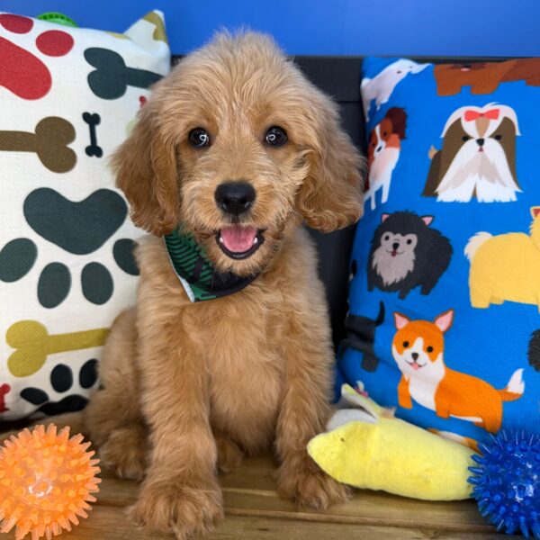 Jeyco Goldendoodle 01