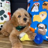 Jeyco Goldendoodle 02