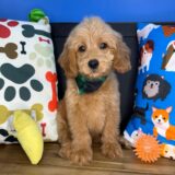 Jeyco Goldendoodle 03