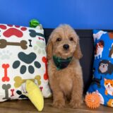 Jeyco Goldendoodle 04