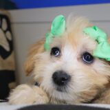 Jules Maltipoo 03