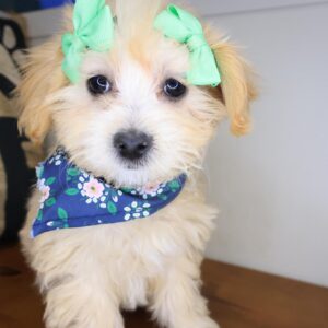 Jules Maltipoo 04 Jules Maltipoo 04