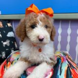 Jules Sheepadoodle 01