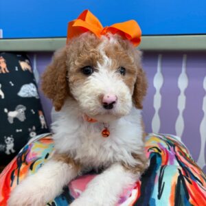Jules Sheepadoodle 01 Jules Sheepadoodle 01