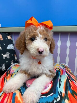 Jules Sheepadoodle 01