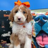 Jules Sheepadoodle 02