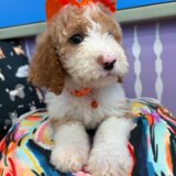 Jules Sheepadoodle 03