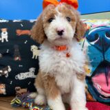 Jules Sheepadoodle 04