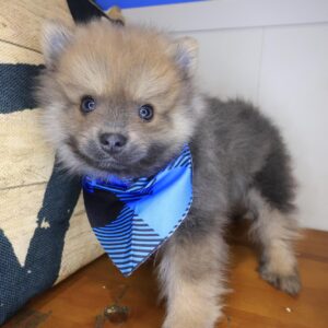 Julian Pomeranian 01 Julian Pomeranian 01