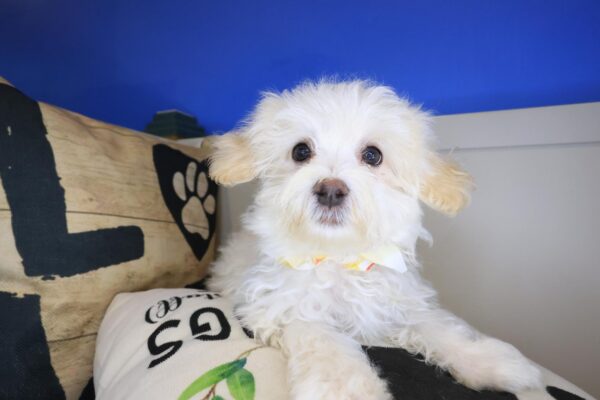 Kafka Maltipoo 01