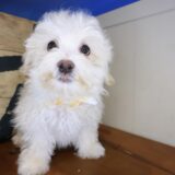 Kafka Maltipoo 03