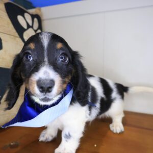 Karma Dachshund 01 Karma Dachshund 01