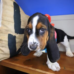 Kimber Basset Hound 01