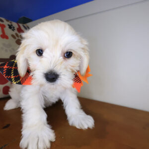 Kimber Cockapoo 01 Kimber Cockapoo 01